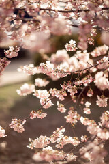 selective focus. Spring blossom background. Beautiful nature scene with blooming tree and sun flare. Sunny day. Spring flowers. Beautiful Orchard. Abstract blurred background. Springtime
