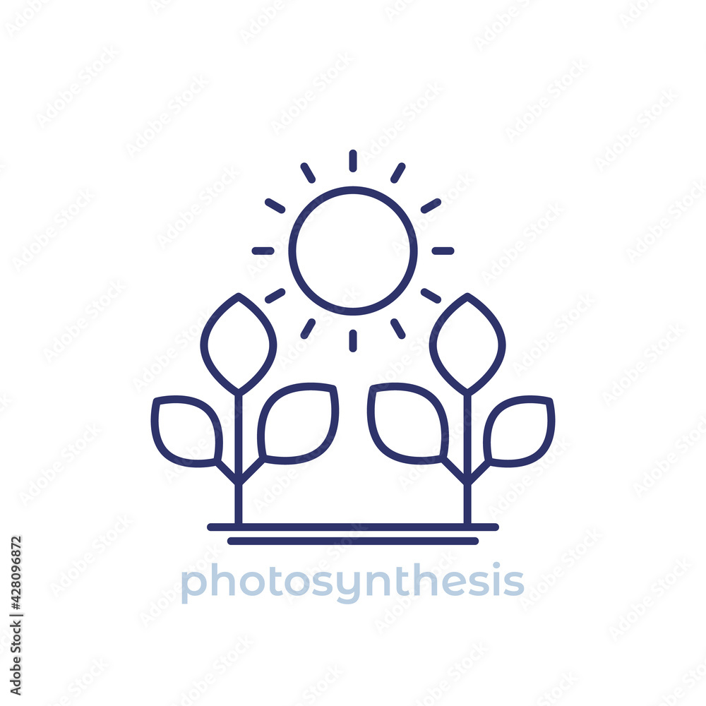 Wall mural photosynthesis line icon on white