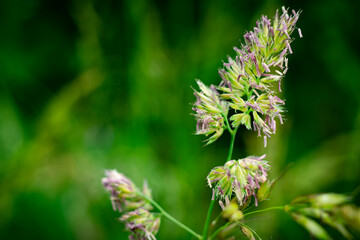 Wiesenblumen