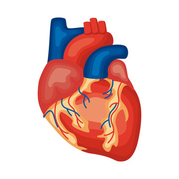 heart organ human