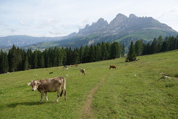 Fototapeta na wymiar Kühe auf den Latemarwiesen
