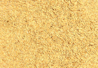  pile of paddy rice and rice seed background