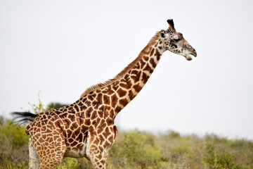 giraffe, animal, wildlife, safari, wild, nature, mammal, Kenya,