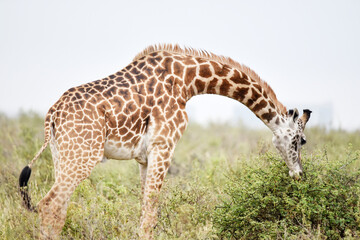 Naklejka na ściany i meble giraffe, animal, wildlife, safari, wild, nature, mammal, Kenya,
