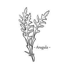 Fresh arugula leaves hand drawn sketch isolated on white background.