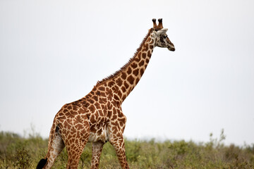 Naklejka na ściany i meble giraffe, animal, wildlife, safari, wild, nature, mammal, Kenya,