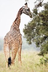 giraffe, animal, wildlife, safari, wild, nature, mammal, Kenya,