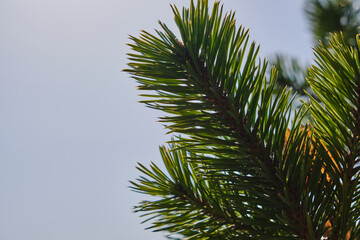 Spruce close-up. Bright background of coniferous branches with needles, illuminated by natural sunlight against a blue sky