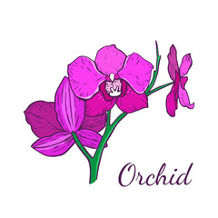 Three flowers of the magenta-colored phalaenopsis orchid