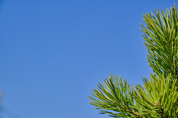 Spruce close-up. Bright background of coniferous branches with needles, illuminated by natural sunlight against a blue sky