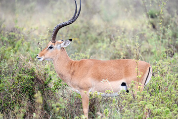 antelope, animal, gazelle, impala, wildlife, safari, mammal,