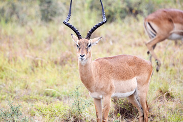 antelope, animal, gazelle, impala, wildlife, safari, mammal,