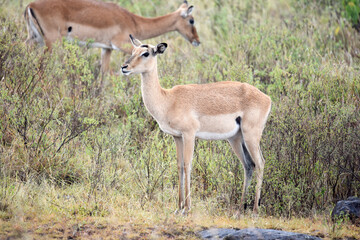 antelope, animal, gazelle, impala, wildlife, safari, mammal,