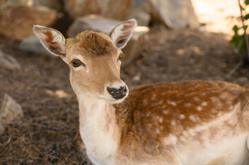 Closeup of an adorable deer with spotted fur laying on the ground in the park © Lucian Vlad/Wirestock