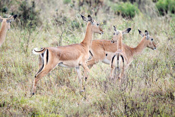 antelope, animal, gazelle, impala, wildlife, safari, mammal,