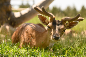 Closeup of an adorable deer with long antlers laying on the grassy field in the park © Lucian Vlad/Wirestock