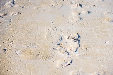 Texture background Footprints of human feet on the sand near the water on the beach