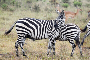 Fototapeta na wymiar zebra