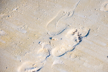 Texture background Footprints of human feet on the sand near the water on the beach
