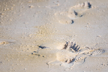 Texture background Footprints of human feet on the sand near the water on the beach