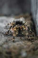 spider on a leaf