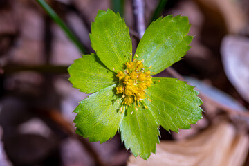 Hacquetia epipactis plant growing in forest	