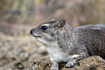 Obraz premium mammal