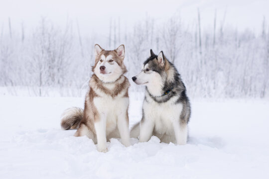 alaskan malamutes