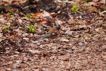 Chaffinch stands on a forest trail covered with leaves in spring