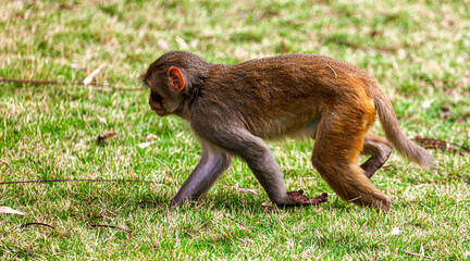 Monkey runs on the grass in the park
