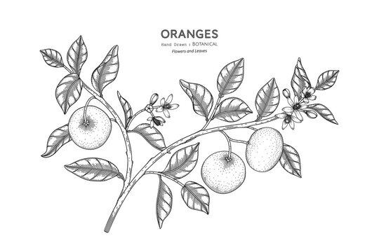 Oranges fruit hand drawn botanical illustration with line art.