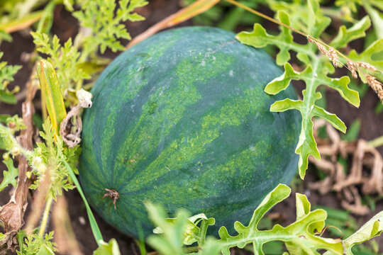 A ripe watermelon lies on the ground in summer.