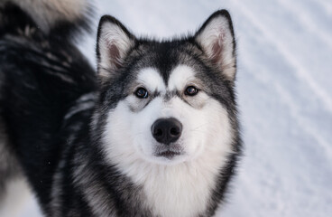 alaskan malamute