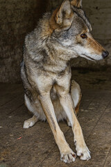 Fototapeta premium The gray wolf pulled his paws forward.