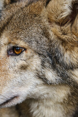 Muzzle of a gray wolf close up.