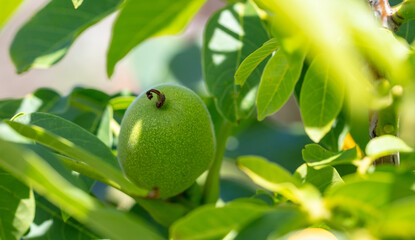 Walnuts on tree branches in the summer.
