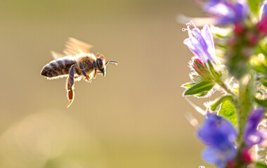 A bee collects honey on blue flowers