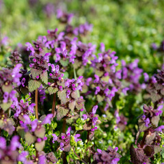 Flowered Lamium purpureum in springtime