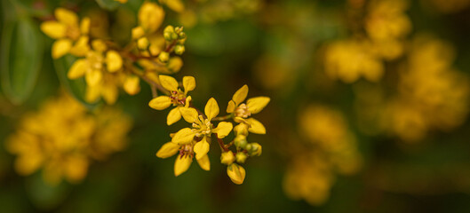 Beautiful yellow flower with green leaf.