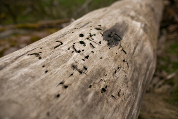 Löcher von Holzwürmer in abgestorbenen Baumstamm