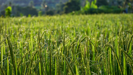 Obraz premium green wheat field