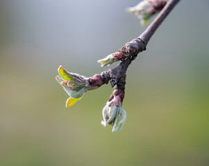 Buds on an apple  branch