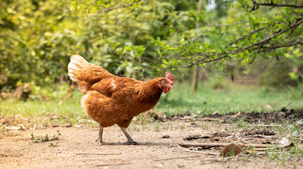 Raising the laying chicken egg by allowing them to feed naturally. sufficiency economy concept. Cost savings of livestock , Thailand.