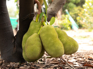 Jackfruit Tree and young Jackfruits.   Healthy fruit and 
Economic crops concept.
