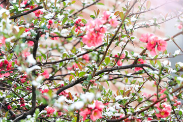 beautiful flowers of Chaenomeles or Japanese quince in spring season with sun light.