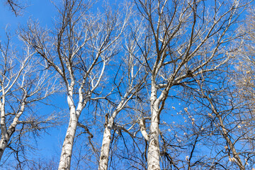 Bare branches of a tree against a blue sky.