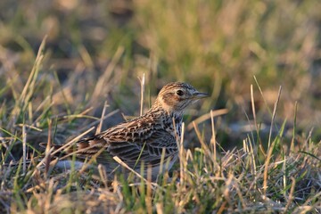 Eurasian skylark (Alauda arvensis) sitting on the ground. Sonbird in the nature habitat.