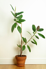Home plant ficus in a clay pot on the floor in the interior. Ficus flower on the background of a white wall in the room.