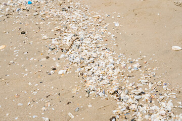 sand and seashell cluster on beach closeup in the hot sun during the day.