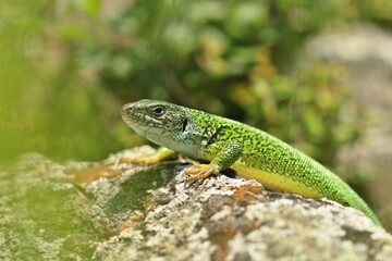 The European green lizard (Lacerta viridis) is a large lizard distributed across European...